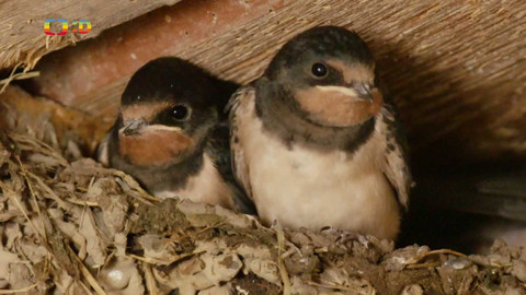 Ptačí rodinky - Vlaštovčí jídelna na drátě