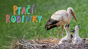 Obrázek pořadu Ptačí rodinky