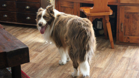 Kočka není pes - Egoistický Bárny a odtažitá Annie