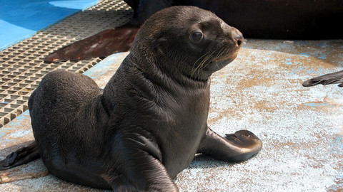 Příběhy zvířecích miminek - Epizoda 18/28