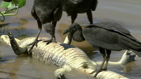 Tajemná Brazílie – Divoký Pantanal - Epizoda 2/3