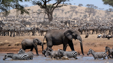Serengeti - 4/6 Serengeti