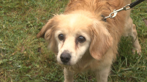 Chcete mě? - Chcete je?