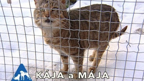 Chcete mě? - Chcete je?