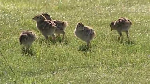 Kluci ze zámku - 2/7 Chůva