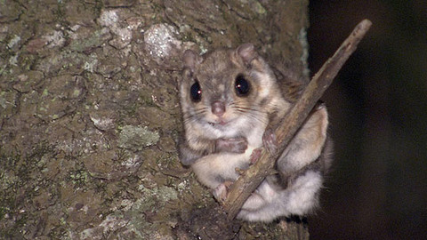 Obdivuhodný svět přírody - Poletuška slovanská