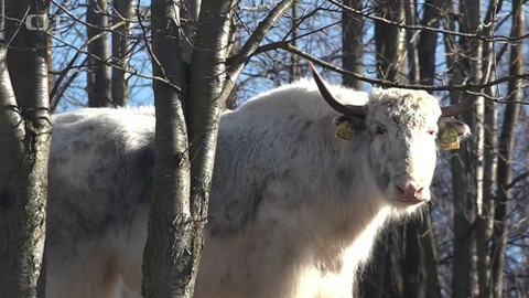 Toulavá kamera - 3. března 2019