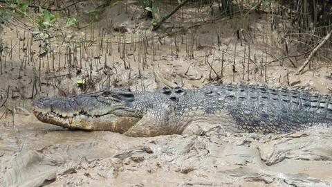 60 zvířecích zabijáků - Epizoda 10/20