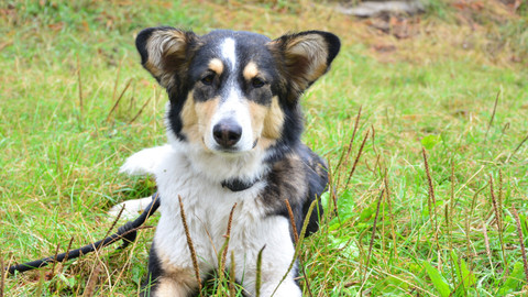Kočka není pes - Neposlušná Sita a bojácní Luna s Jasonem