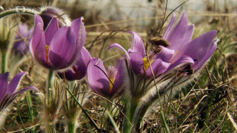 Minuty z přírody - Koniklec velkokvětý