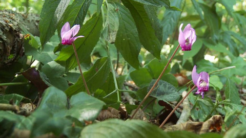 Novinky z přírody - Epizoda 21/53