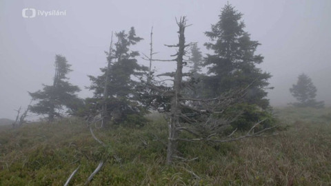 Minuty z přírody - Vlajkové smrky