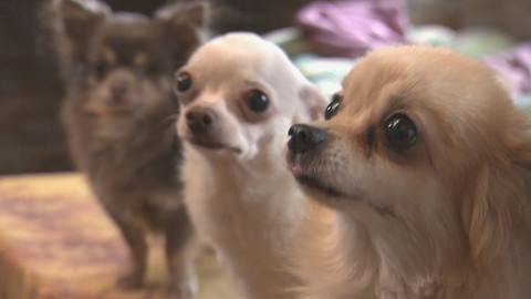 Chcete mě? - 11. února 2018