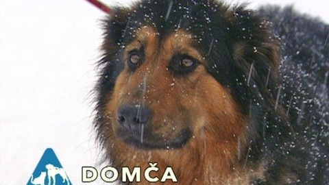 Chcete mě? - Chcete je?