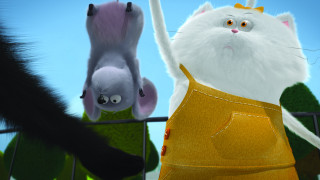 Splat & Harry