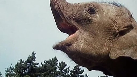 Pan Tau - Noc v safari