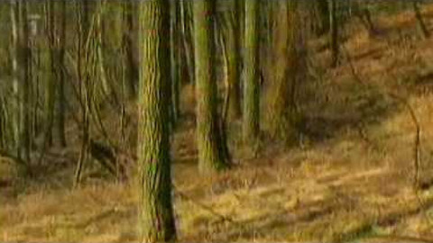 Živé srdce Evropy - Čtvrtě