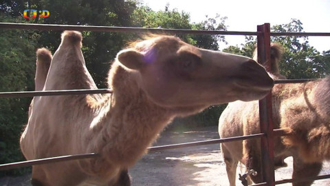 Zprávičky - 26. července 2019