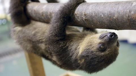 Příběhy zvířecích miminek - Epizoda 12/28