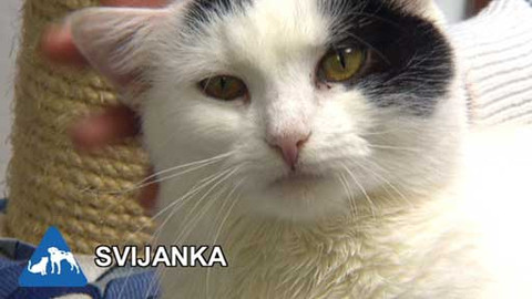 Chcete mě? - Chcete je?