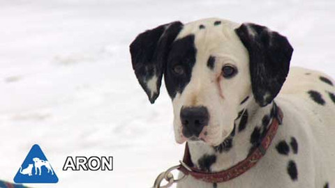 Chcete mě? - Chcete je?