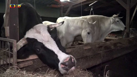 Zprávičky - 26. prosince 2022