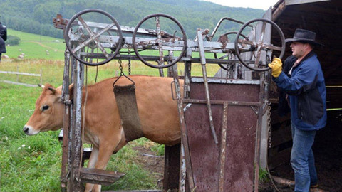 Malá farma - Nedopasky s Julií