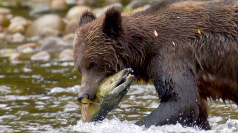 Kouzla přírody - 3/4 Lesní ekosystémy
