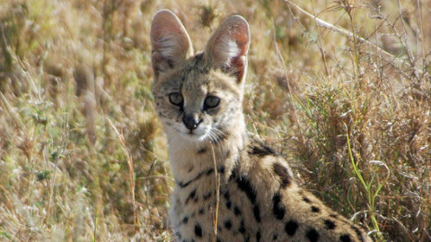 Obdivuhodný svět přírody - Serval, skokan savany