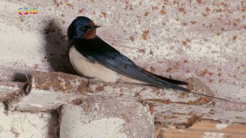 Ptačí rodinky - Vlaštovčí lásky