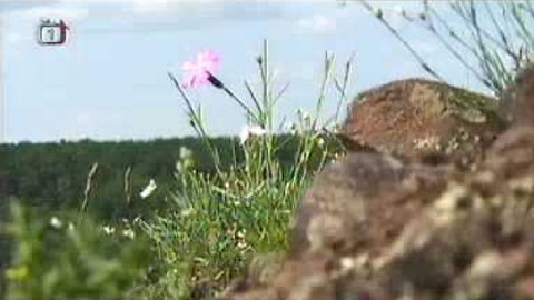 Živé srdce Evropy - Hvozdík moravský