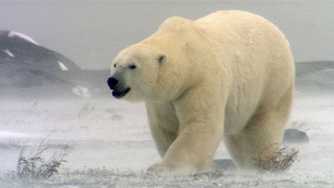 Obdivuhodný svět přírody - Lední medvědi