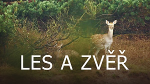 Obrázek pořadu Les a zvěř