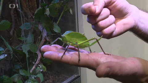 Týden v regionech (Brno) - 21. února