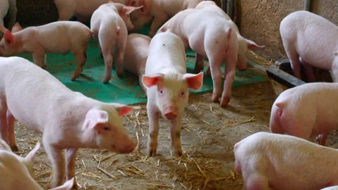 Co naše babičky uměly a na co my jsme zapomněli - Někdo to rád vepřové