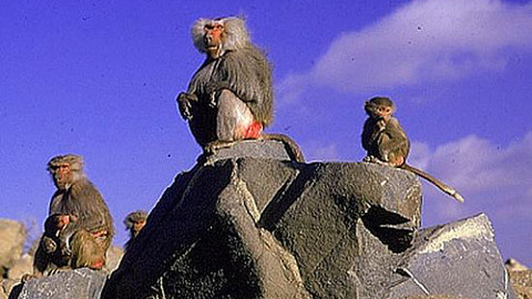 Na cestě - Na cestě po Asiru