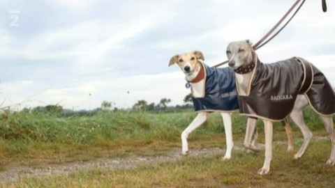 Kultura.cz - 8. ledna 2011