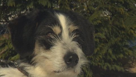 Chcete mě? - Chcete je?