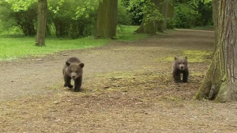 Méďové na cestách - 5/43 České Středohoří