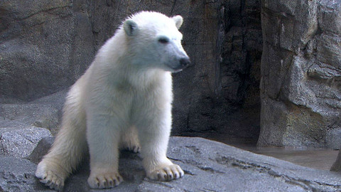 Příběhy zvířecích miminek - Epizoda 8/28