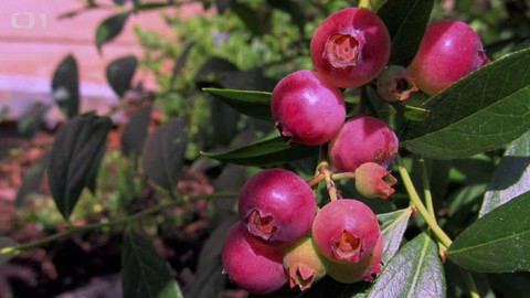 Polopatě - 27. září 2015