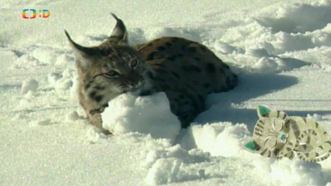 Kocour Mour poznává své příbuzné - Epizoda 3/8