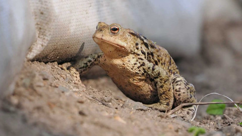 Nedej se! - Žáby na tahu