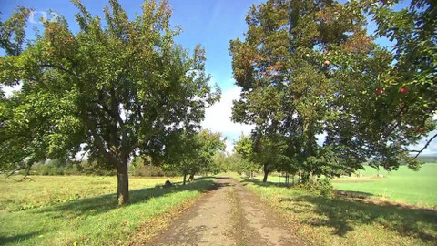 Nedej se! - Ovocné dědictví