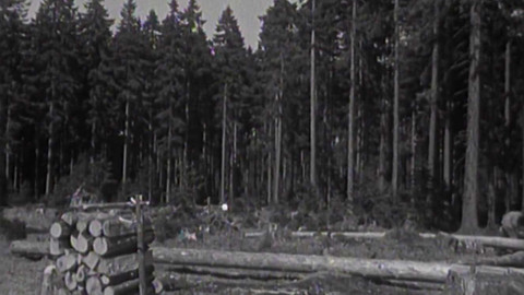 Archiv ČT24 - Vůně lesa