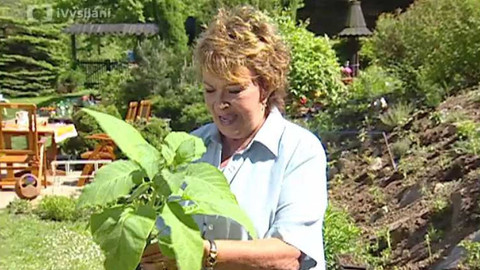 Dobrá rada nad zlato - 27. října 2007