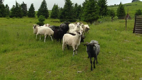Týden v regionech (Ostrava) - 6. července 2019