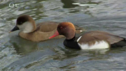 Živé srdce Evropy - Zrzohlávka rudozobá