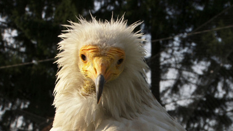 Přežili rok 2000 - 1/6 Zachráníme supy?