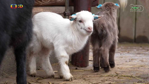 Zprávičky - 16. ledna 2022